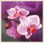 5D Teemantmaal Ristpistes Lillekivid L&otilde;petamata kodukaunistus 30X30CM