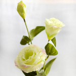 1 tk Kunstlille kolmikn&auml;rvi eustoma lille kodukaunistus v&otilde;ltslilled pulma lilled siidist eustoma roheline