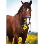 Uus 5D DIY Scenery Teemantmaaling Hobune Teemanttikandid Loomade Ristpistes T&auml;is&uuml;mmargune puur Kodukaunistuse K&auml;sitsi Kingitus Full Round 15x20CM