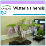 SAFLAX - Bonsai - Sinine Hiina Wisteria - 4 seemet - Wisteria sinensis