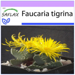 SAFLAX - Tiger Jaw - 40 seemet - Faucaria tigrina