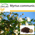 SAFLAX &ndash; t&otilde;eline m&uuml;rt &ndash; 30 seemet &ndash; Potisubstraadiga paremaks kasvatamiseks &ndash; Myrtus communis