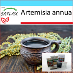 SAFLAX &ndash; kinkekomplekt &ndash; Sweet Wormwood Qing Hao &ndash; 250 seemet &ndash; Koos kinkekarbi, kaardi, etiketi ja potisubstraadiga &ndash; Artemisia annua