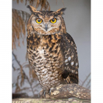 5D DIY teemantmaaling Animal Eagle t&auml;ispuurimisristpiste komplektid &uuml;mmargune &uuml;mmargune mosaiik K&auml;sitsi valmistatud kunst tikandid kodukaunistusega seinamaaling Full Round 20x30CM