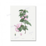 Retro lilled, illustratsioon seinakunsti plakat Botaaniline l&otilde;uend maalimine plakat Prinditud seinakunsti pilt elutoa seinakaunistuseks 21x30cm No Framed