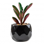 Kunstlik taim, korduvkasutatav realistlik PVC v&auml;rskelt s&auml;iliv ja kergesti hooldatav kunstlikud sukulendid bonsai 9