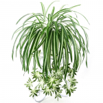 Kunsttaimed Seinaripp Chlorophytum Potirohelised taimed PVC v&otilde;ltstaimed Simulatsioon Lill Elutoa sisustus 65cm roheline