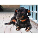 T&auml;ielik 5D teemantmaaling Elav koer DIY Teemanttikandid Teemantmosaiik Ristpistekomplektid Kodukaunistuse kingitus Round 20x30cm