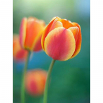 Uus 5D DIY Teemantmaalimine Tulbi teemanttikandid Lilled Ristpistes T&auml;is&uuml;mmargune puur K&auml;sit&ouml;&ouml; Kodukaunistus K&auml;sitsi kingitus Full Round 20x30CM