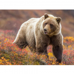 5D DIY Teemantmaaling Karu ristpistes T&auml;is&uuml;mmargune Teemanttikandid Loom Mosaiik Rhinestones Pilt Kodukaunistus Full Round 20x30CM