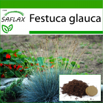 SAFLAX - Blue Mountain Grass - 50 seemet - Potisubstraadiga paremaks kasvatamiseks - Festuca glauca