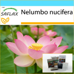 SAFLAX &ndash; kinkekomplekt &ndash; P&uuml;ha India lootos &ndash; 8 seemet &ndash; Koos kinkekarbi, kaardi, etiketi ja potisubstraadiga &ndash; Nelumbo nucifera