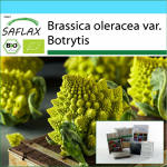 SAFLAX &ndash; kinkekomplekt &ndash; Orgaaniline &ndash; Lillkapsas &ndash; Romanesco &ndash; 50 seemet &ndash; Koos kinkekarbi, kaardi, etiketi ja potisubstraadiga &ndash; Brassica oleracea