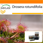 SAFLAX - Aed kotis - &Uuml;maraleheline p&auml;ikesekaste - 50 seemet - Substraadiga sobivas p&uuml;stijas kotis - Drosera rotundifolia
