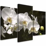 Kolmeosalise pildiga l&otilde;uendiprint Orchid Flowers Nature White 60x40 must/valge