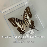 Premium putukate n&auml;idiste kollektsioon &ndash; p&auml;ris raamitud liblikad ja mardikad teadushariduse ja kodukaunistamise jaoks One Size