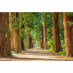 DIY teemanttikandid Forest Sunshine Scenery Ristpistes teemantmaal 20X30CM