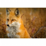 5D teemantmaal T&auml;is&uuml;mmargune Little Foxi teemanttikandid 20X30CM