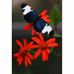 Uus 5D DIY Loomade Teemantmaaling Liblikad Teemanttikandid Lilled T&auml;is&uuml;mmargune puur Rhinestone k&auml;sit&ouml;&ouml; Kodukaunistuse kingitus Full Round 15x20CM