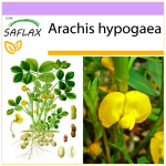 SAFLAX &ndash; Maap&auml;hklitaim &ndash; 8 seemet &ndash; Arachis hypogaea