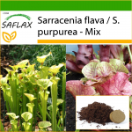 SAFLAX - Kanntaimede segu - 10 seemet - Potisubstraadiga paremaks kasvatamiseks - Sarracenia Mix