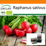 SAFLAX - Aed kotis - Mahe - Redis - Kirsikelluke - 100 seemet - Substraadiga sobivas p&uuml;stijas kotis - Raphanus sativus