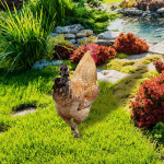 Kana loomakuju, vaiade kaunistused akr&uuml;&uuml;list ilmastikukindel silt Style A