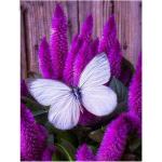 Tikandid Dekoratsioon Kodu 5D DIY Teemantmaal Ristpistes Liblikas Lilla Lille &Uuml;mar puur 20X30CM