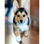 5d teemantmaal Walesi corgi koera t&auml;is&uuml;mmargune teemanttikandid 20X30CM