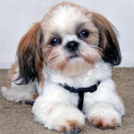 T&auml;ielik 5D-teemantmaaling multifilm Loomakoer Mosaiik Tikand Ristpistes Kodukaunistus K&auml;sitsi valmistatud 25x25cm