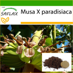 SAFLAX - Harilik banaan - 10 seemet - Potisubstraadiga paremaks kasvatamiseks - Musa X paradisiaca
