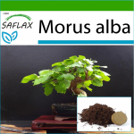 SAFLAX - Bonsai - Valge mooruspuu - 200 seemet - Potisubstraadiga paremaks kasvatamiseks - Morus alba