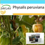 SAFLAX &ndash; kinkekomplekt &ndash; Neemi karusmari / Peruu kirss &ndash; 100 seemet &ndash; Koos kinkekarbi, kaardi, etiketi ja potisubstraadiga &ndash; Physalis peruviana