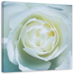 L&otilde;uenditr&uuml;kk White Rose Flower Nature 30x30 valge/must