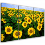 Kolmeosalise pildiga l&otilde;uenditr&uuml;kk Sunflowers meadow 60x40 kollane
