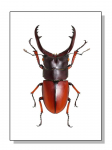HD-prinditud putukamardikate t&otilde;ugude kollektsiooni plakatid ja l&otilde;uendipildid, retrov&auml;rvi seinakunst elutoa kodukaunistuseks Cuadros 21x30cm No Frame