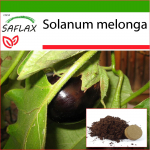 SAFLAX - Baklažaan - 20 seemet - Potisubstraadiga paremaks kasvatamiseks - Solanum melonga