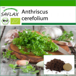 SAFLAX - Orgaaniline - Chervil - 800 seemet - Potisubstraadiga paremaks kasvatamiseks - Anthriscus cerefolium