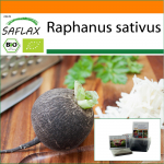 SAFLAX - Aed kotis - Mahe - Redis - Must Hispaania &uuml;mmargune - 100 seemet - Substraadiga sobivas p&uuml;stises kotis - Raphanus sativus