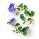 30 Graines de Belle de Nuit