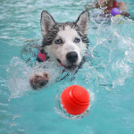 Purunematu Koerapall Lemmikloomade Treening Koeram&auml;nguasi Kutsika T&otilde;mbepallid M&auml;nguasjad Lemmikloomade N&auml;rimism&auml;nguasjad T&auml;iskummist Pallid N&ouml;&ouml;riga Lemmikloomam&auml;nguasi d 7cm