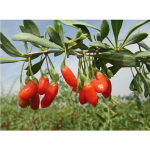 250g Orgaanilised Kuivatatud Goji Marjad Hundimarjad Taimetee Nespera Hiina Gouqi