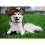 Teemantmosaiik 5D teemantmaal Husky pilt kivist t&auml;isteemanttikandist 20X30CM