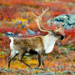 DIY Teemantmaal P&otilde;dramaastik T&auml;is&uuml;mmargune mosaiik Loomad Teemantmaal Ristpistes Tikand 30x30CM