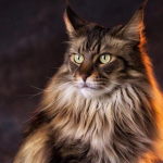 Loomade isetegemine 5D teemantmaal ristpistes kassi ja lilledega t&auml;is&uuml;mmarguse vaiguga kivist teemanttikandid mosaiikkingitus kodukaunistuseks 30x30CM punane