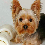 5D DIY teemantmaal Yorkshire'i terjer t&auml;isring puur Pilt rhinestones teemanttikandist 40x40CM roosa punane v&auml;rv