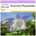 SAFLAX &ndash; Peruu &otilde;un &ndash; 100 seemet &ndash; Nicandra physaloides
