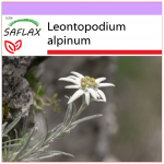 SAFLAX - Edelweiss - 500 seemet - Leontopodium alpinum