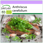 SAFLAX &ndash; Orgaaniline &ndash; Chervil &ndash; 800 seemet &ndash; Anthriscus cerefolium