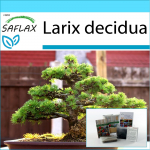 SAFLAX - Kingikomplekt - Bonsai - Euroopa lehis - 75 seemet - Koos kinkekarbi, kaardi, etiketi ja potisubstraadiga - Larix decidua